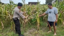 Optimalkan Ketahanan Pangan, Polisi Pantau Perkembangan Tanaman Jagung di Desa Bulang