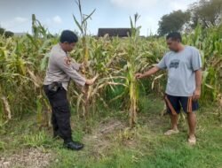 Optimalkan Ketahanan Pangan, Polisi Pantau Perkembangan Tanaman Jagung di Desa Bulang
