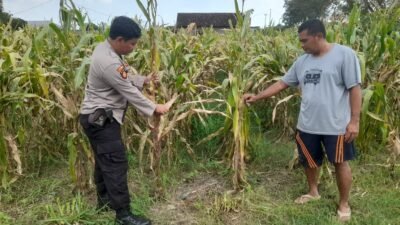 Optimalkan Ketahanan Pangan, Polisi Pantau Perkembangan Tanaman Jagung di Desa Bulang