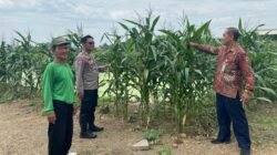 Polisi di Krembung Rawat Tanaman Jagung untuk Dukung Swasembada Pangan