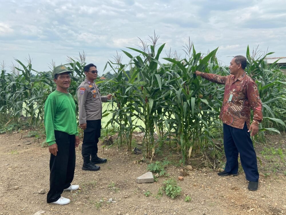 Polisi di Krembung Rawat Tanaman Jagung untuk Dukung Swasembada Pangan