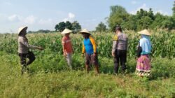 Polsek Tulangan Monitoring Tanaman Jagung Dukung Ketahanan Pangan di Desa Kemantren
