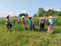 Polsek Tulangan Monitoring Tanaman Jagung Dukung Ketahanan Pangan di Desa Kemantren
