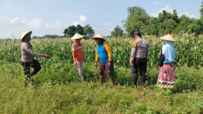 Polsek Tulangan Monitoring Tanaman Jagung Dukung Ketahanan Pangan di Desa Kemantren