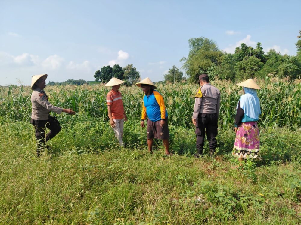 Polsek Tulangan Monitoring Tanaman Jagung Dukung Ketahanan Pangan di Desa Kemantren