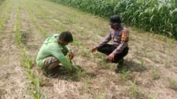Sukseskan Asta Cita Presiden Sektor Ketahanan Pangan, Polresta Sidoarjo Aktif Turunkan Anggota Pantau Lahan Jagung