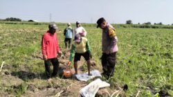 Polsek Tulangan Monitoring Perkebunan Tebu dan Dorong Swasembada Pangan di Desa Kajeksan