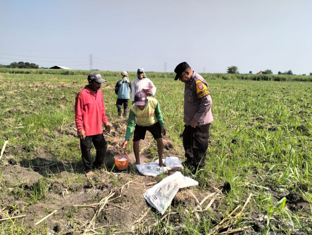 Polsek Tulangan Monitoring Perkebunan Tebu dan Dorong Swasembada Pangan di Desa Kajeksan