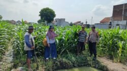 Polsek Tanggulangin Bersama PPL dan Gapoktan Lakukan Perawatan Tanaman Jagung untuk Dukung Ketahanan Pangan