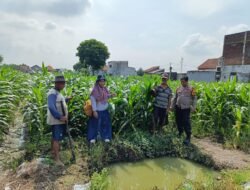 Polsek Tanggulangin Bersama PPL dan Gapoktan Lakukan Perawatan Tanaman Jagung untuk Dukung Ketahanan Pangan