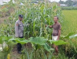 Bhabinkamtibmas Desa Kraton Pantau Pertumbuhan Jagung, Dukung Program Ketahanan Pangan Nasional