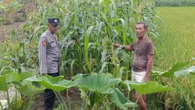 Bhabinkamtibmas Desa Kraton Pantau Pertumbuhan Jagung, Dukung Program Ketahanan Pangan Nasional