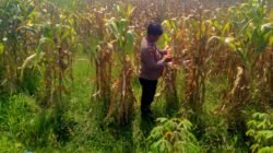 Polsek Prambon Dampingi Petani, Pastikan Tanaman Jagung Siap Dongkrak Swasembada Pangan