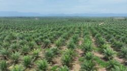 Produksi Sawit Nasional Stagnan, PalmCo Perkuat Transformasi Kebun Rakyat