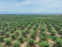 Produksi Sawit Nasional Stagnan, PalmCo Perkuat Transformasi Kebun Rakyat
