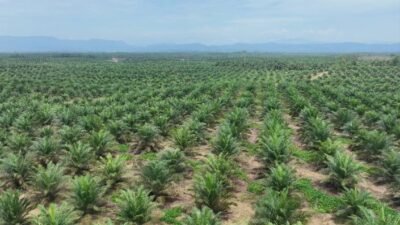 Produksi Sawit Nasional Stagnan, PalmCo Perkuat Transformasi Kebun Rakyat