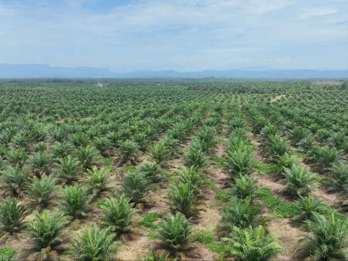 Produksi Sawit Nasional Stagnan, PalmCo Perkuat Transformasi Kebun Rakyat