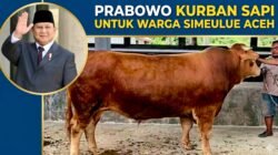Warga Simeulue Aceh Terima Bantuan Sapi Kurban Presiden Prabowo Berbobot 1 Ton
