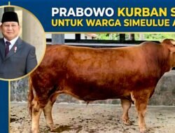Warga Simeulue Aceh Terima Bantuan Sapi Kurban Presiden Prabowo Berbobot 1 Ton