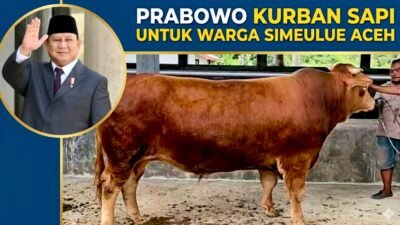 Warga Simeulue Aceh Terima Bantuan Sapi Kurban Presiden Prabowo Berbobot 1 Ton