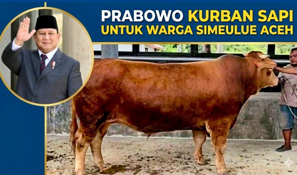 Warga Simeulue Aceh Terima Bantuan Sapi Kurban Presiden Prabowo Berbobot 1 Ton