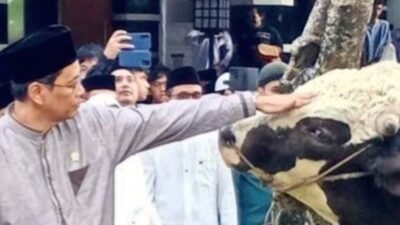 Batal Naik Haji, Menkeu Purbaya Kurban Dua Ekor Sapi