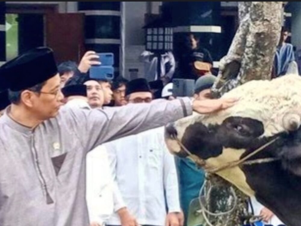 Batal Naik Haji, Menkeu Purbaya Kurban Dua Ekor Sapi