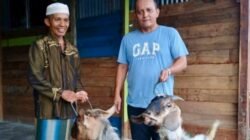 Idul Adha 2026, PT Kristalin Ekalestari Salurkan 41 Hewan Kurban di Papua dan Indonesia Timur