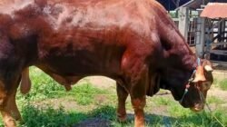 Kurban Presiden Pakai APBN, MUI: Tidak Bertentangan dengan Syariat