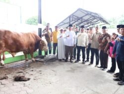 Bupati Asahan Saksikan Penyembelihan Sapi Bantuan Presiden