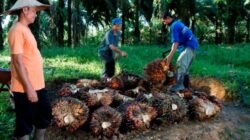 Harga Sawit Sempat Turun, PTPN IV PalmCo Jaga Serapan TBS Petani