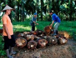Harga Sawit Sempat Turun, PTPN IV PalmCo Jaga Serapan TBS Petani