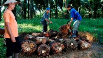 Harga Sawit Sempat Turun, PTPN IV PalmCo Jaga Serapan TBS Petani