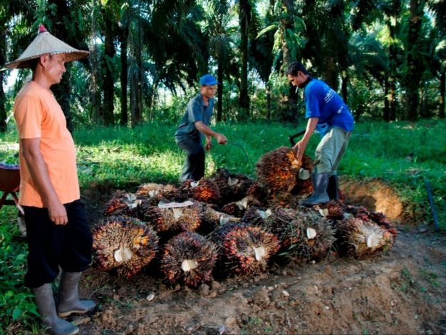 Harga Sawit Sempat Turun, PTPN IV PalmCo Jaga Serapan TBS Petani