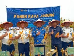 Panen Raya Jagung Asahan Dukung Ketahanan Pangan Nasional