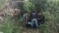 Orang utan
