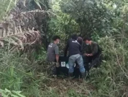 Terisolasi di Kebun Warga, Orang Utan Ditranslokasi BKSDA Aceh