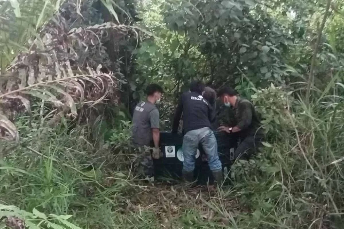 Orang utan