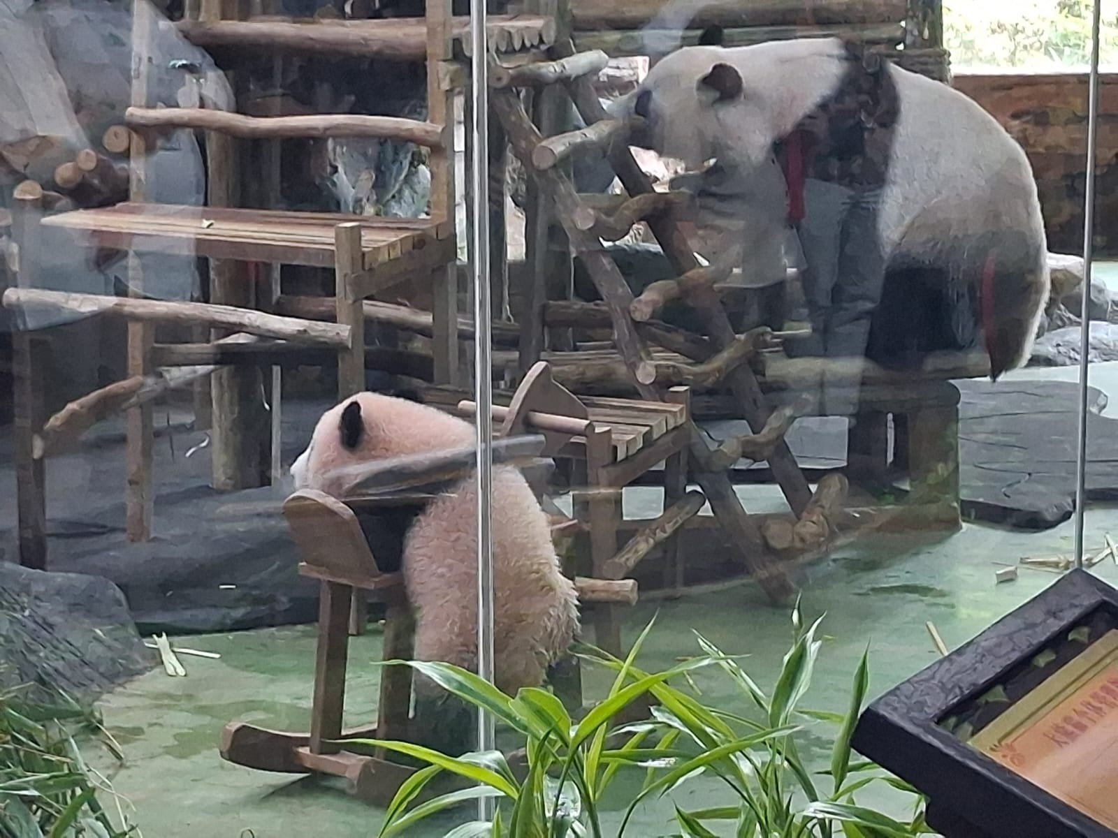 Rio panda