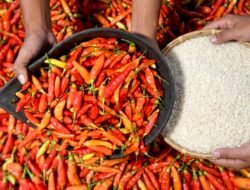 Beras hingga Cabai Rawit Kompak Naik, Cek Daftar Harga Pangan Terbaru Hari Ini