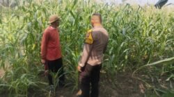 Bhabinkamtibmas Polsek Buduran Intensifkan Pengecekan Ladang Jagung untuk Dukung Ketahanan Pangan