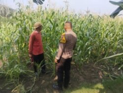 Bhabinkamtibmas Polsek Buduran Intensifkan Pengecekan Ladang Jagung untuk Dukung Ketahanan Pangan