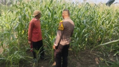 Bhabinkamtibmas Polsek Buduran Intensifkan Pengecekan Ladang Jagung untuk Dukung Ketahanan Pangan