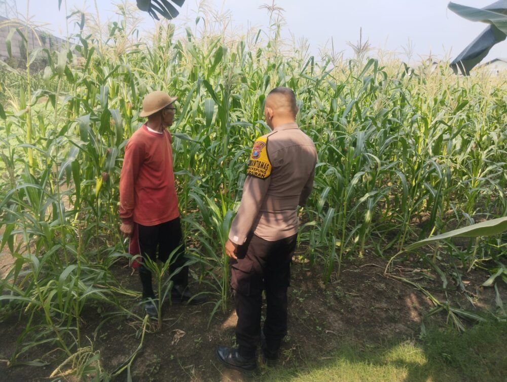 Bhabinkamtibmas Polsek Buduran Intensifkan Pengecekan Ladang Jagung untuk Dukung Ketahanan Pangan