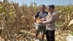 Polisi Dampingi Panen Jagung 3 Hektar, Perkuat Ketahanan Pangan di Prambon