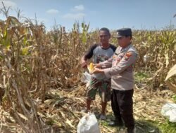 Polisi Dampingi Panen Jagung 3 Hektar, Perkuat Ketahanan Pangan di Prambon
