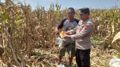 Polisi Dampingi Panen Jagung 3 Hektar, Perkuat Ketahanan Pangan di Prambon
