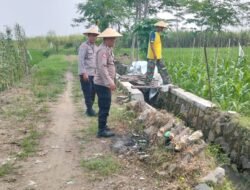 Polisi Monitoring Lahan Tumpang Sari Jagung di Desa Jiken untuk Dukung Ketahanan Pangan