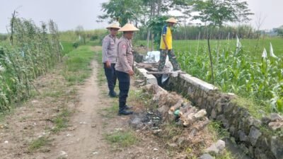 Polisi Monitoring Lahan Tumpang Sari Jagung di Desa Jiken untuk Dukung Ketahanan Pangan