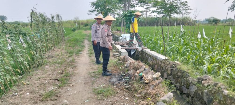 Polisi Monitoring Lahan Tumpang Sari Jagung di Desa Jiken untuk Dukung Ketahanan Pangan